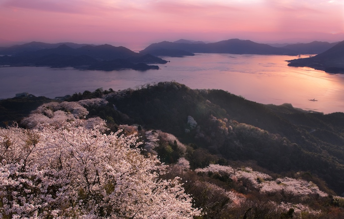 岩城島の桜