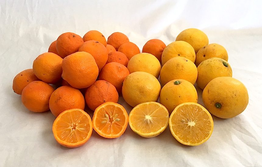 レモンなのに甘い 皮ごと味わう スイートレモン とまるでオレンジ 姫レモン 青いレモンの島の秘蔵品です